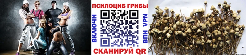 Псилоцибиновые грибы Psilocybine cubensis  Лянтор 